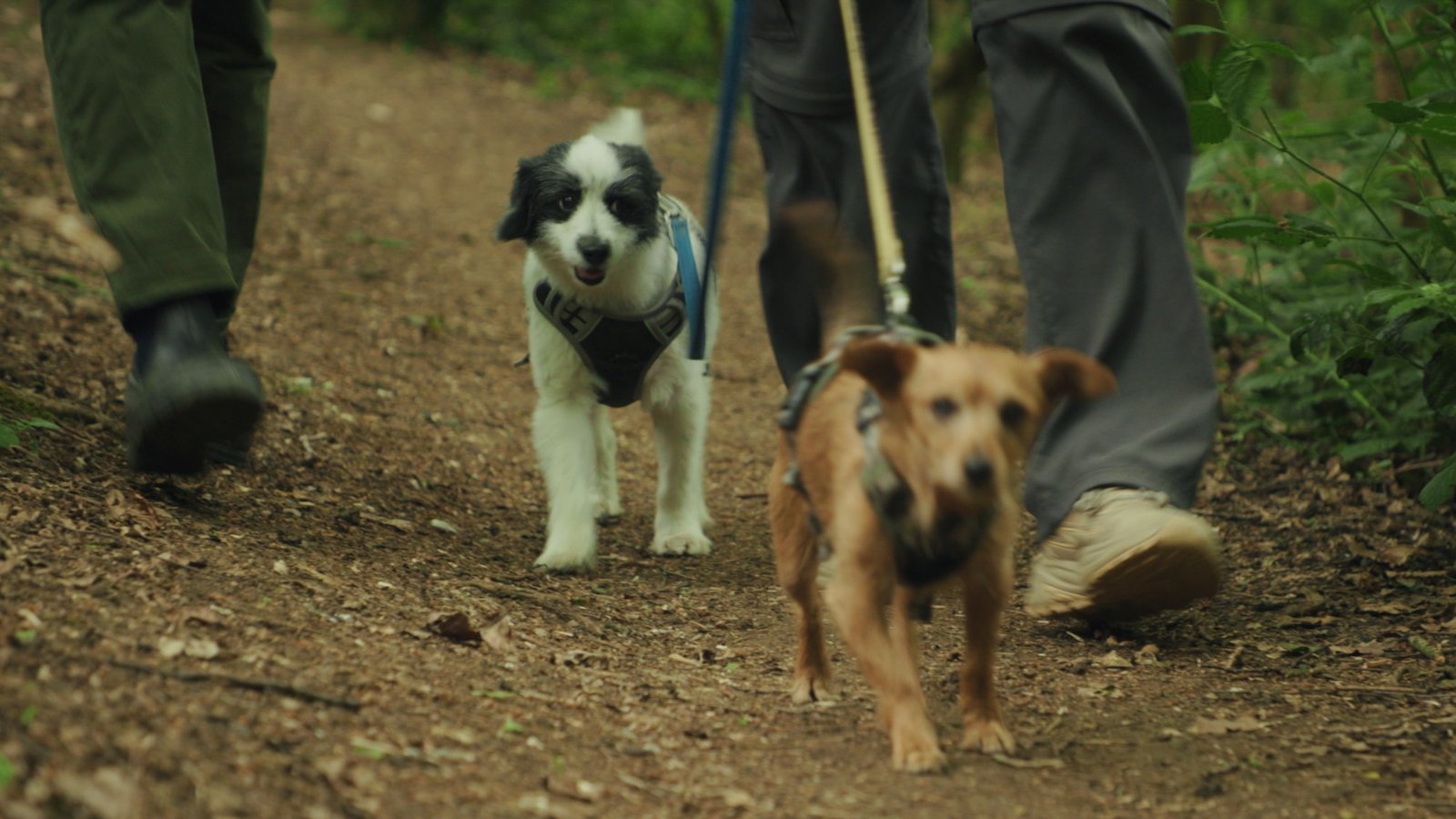 Two small dogs on leads walking a woodland path beside their owners