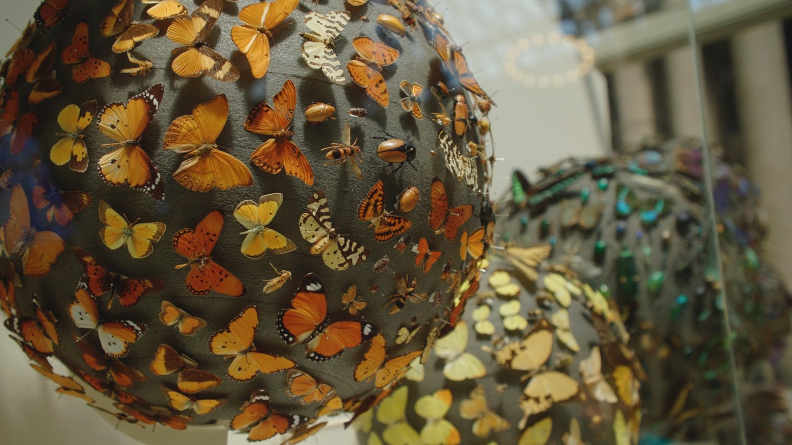 Close-up of a sphere covered with pinned butterflies and insects in a museum display case